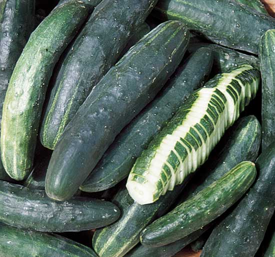 Perfect for trellising, Japanese Climbing Cucumbers have a tangy flavor.